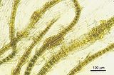 Gyraudia sphacelarioides5